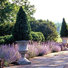 two stone urns sitting next to each other on a brick walkway surrounded by lavender flowers