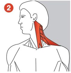 the diagram shows how to do neck stretches