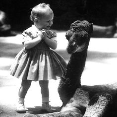 Delighted girl meets her first camel, 2-month-old Barney. Born in the San Diego zoo, Barney was deserted by his mother.   Photo: Allan Grant Baby Camel, Vintage Animals, Zoo Babies, We Are The World, Black White Photos, White Photos, White Photo, Vintage Photographs