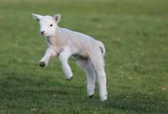 a lamb is jumping in the grass with a quote about god's love for animals