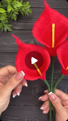 two red flowers being held up by someone's hands