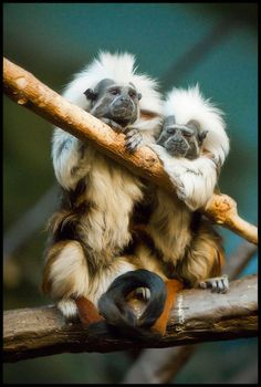 two small white monkeys sitting on top of a tree branch with their arms around each other