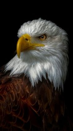 an eagle is photographed against a black background in this artistic photograph, it appears to be looking at the camera