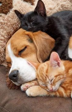 two cats and a dog sleeping together on a couch next to each other with their eyes closed