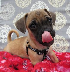 a small brown dog laying on top of a red and white bed sheet with its tongue hanging out