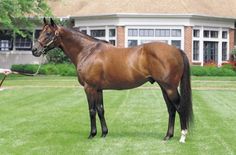 a brown horse standing on top of a lush green field next to a tall building