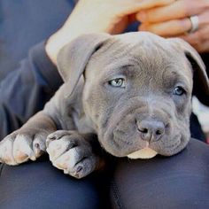 a dog is laying down on someone's lap