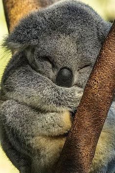 a koala sleeping on top of a tree branch