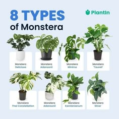 the 8 types of plants that are in different pots