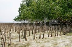 several trees that are standing in the dirt