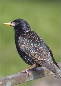 a black bird sitting on top of a wooden rail