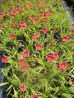 pink flowers growing in the middle of a green planter with water coming from it