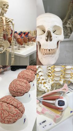 there are many different types of human anatomy on the table and in front of them