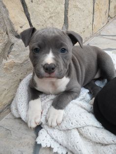 a gray and white puppy laying on top of a blanket next to a black dog