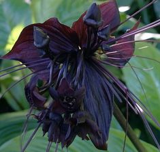 a purple flower that is growing in the grass