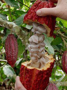 a person is picking up some kind of fruit from a tree with other fruits on it