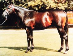 a brown horse standing on top of a lush green field