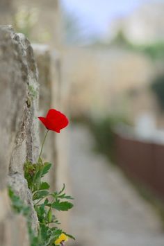 a red flower growing out of the side of a stone wall