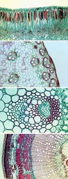 four different layers of an animal's cell, each with their own unique pattern