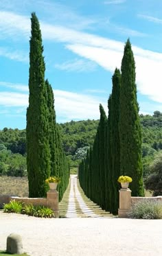 an image of a road that is lined with trees and bushes in the middle of it