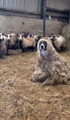 there is a sheep laying on the ground with other sheep in the barn behind it