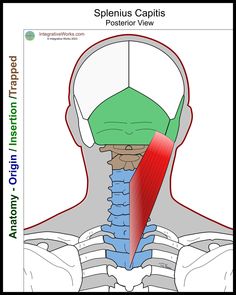 Splenius Capitis - Functional Anatomy - Integrative Works