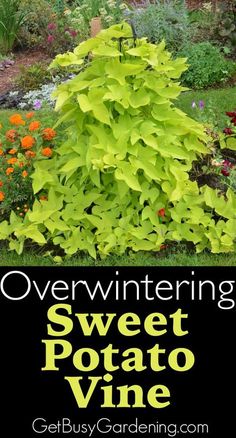 an image of a garden with flowers and plants in the background text overwintering sweet potato vine