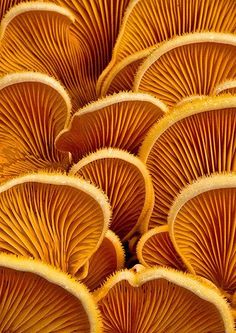 many orange mushrooms are gathered together on the ground in this close up photo, looking like they're from above