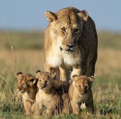 a mother lion and her cubs walking in the grass with an adult lion behind them