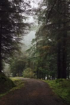 a dirt road surrounded by tall trees and green grass on both sides with fog in the air