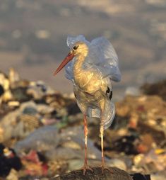 a bird standing on top of a pile of garbage