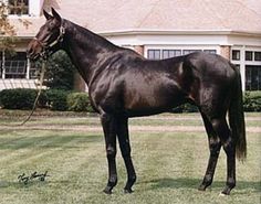 a black horse standing on top of a lush green field next to a large house