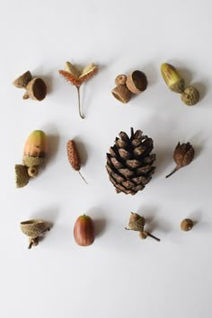 various nuts and leaves arranged in the shape of a circle on a white surface,