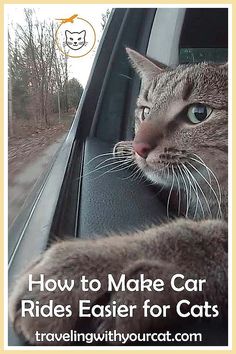 Cat Care - Just In! Awesome ideas from leading brands to meet your supply needs. Traveling With Pets In Car, Traveling By Car, Camping With Cats, Cat Hacks