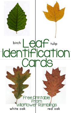 four leaf identification cards with different leaves