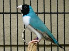 a blue and white bird sitting on top of a piece of wood next to a cage