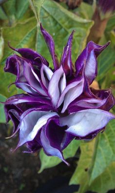 purple and white flower with green leaves in the background