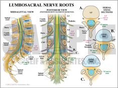 Nerve Root Blocks in Spine Surgery