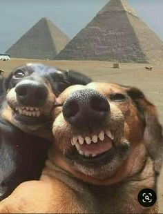 two dogs that are laying down in front of the pyramids with their mouths open