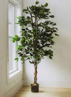 a potted plant sitting on top of a wooden floor in front of a window