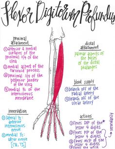 a diagram of the human body and its major functions, including their skeletal systems in order to understand what they are doing