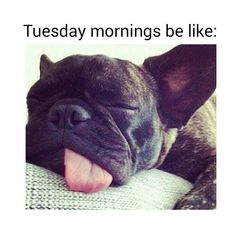 a dog laying down with its tongue hanging out and the caption reads, tuesday mornings be like