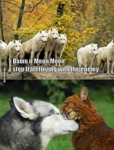 9 Funny animals ideas | funny animals, warrior cats funny, warrior cats ...