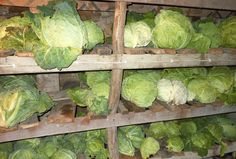 several shelves filled with lettuce and other vegetables