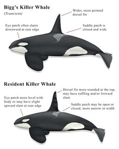 an orca whale is shown with information about it's body and its features