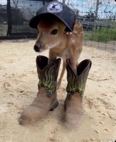 a baby deer is wearing cowboy boots and a hat while standing in the dirt with its head on his boot