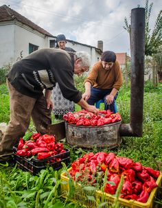 three people are picking up red peppers from the ground