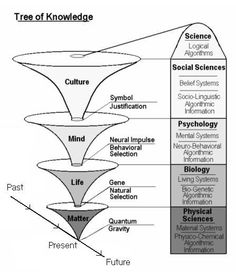 a diagram showing the different stages of life cycle in an individual's life cycle