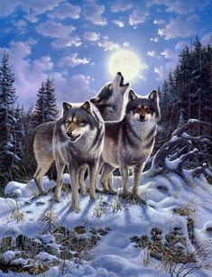 three wolfs are standing in the snow with their heads turned to look at the moon