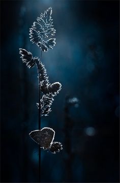 a single flower with the words navy blue written on it in front of a dark background